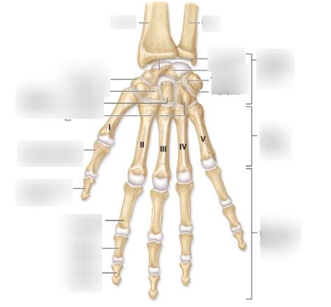 Hand Diagram | Quizlet