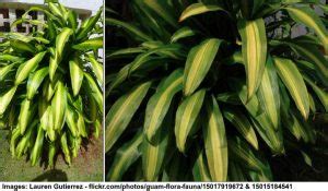 Mass Cane Dracaena Massangeana Care And Plant Growing Guide