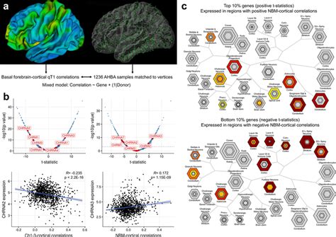 Using Transcriptomics To Explain Neuroimaging Correlations A Coloured