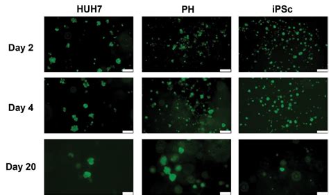 Transduction With Aav And Long Term Culture Of Huh7 Primary