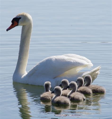 White swan and babies | Beautiful birds, Bird paintings on canvas, Pet ...