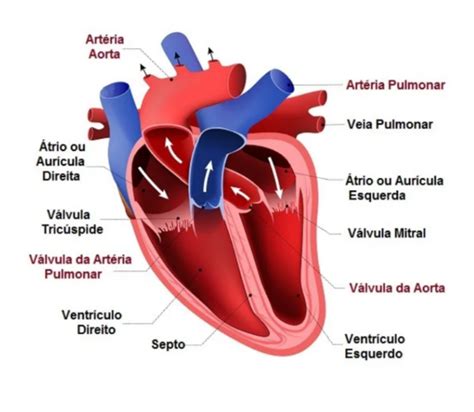 Como o Envelhecimento Afeta a Saúde Cardiovascular V7 N 10 P 3