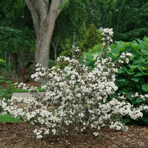 Czechmark Trilogy® Weigela Proven Winners Colorchoice Flowering Shrubs