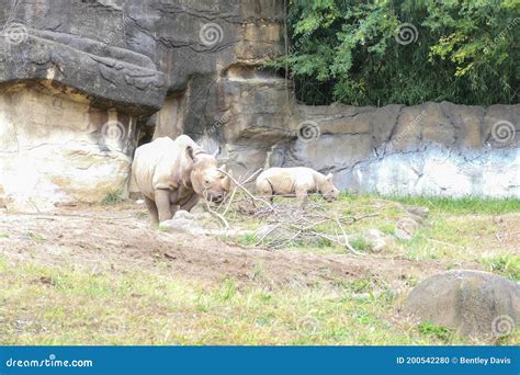 A Mom And Baby Rhinoceros Stock Photo Image Of Foraging 200542280