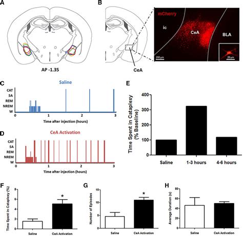 Cea Activation Exacerbates Cataplexy In Narcoleptic Mice A Download Scientific Diagram