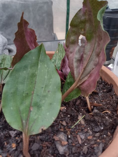 Wild Orchid. Wild Organic Crane Fly Orchid , Tipularia Discolor Young