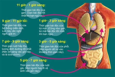 LỤc PhỦ NgŨ TẠng Con NgƯỜi Theo ĐÔng Y Viện Dưỡng Sinh Đông Y Mudra