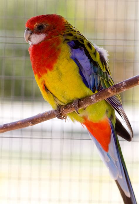 Parrot Bird Free Stock Photo - Public Domain Pictures