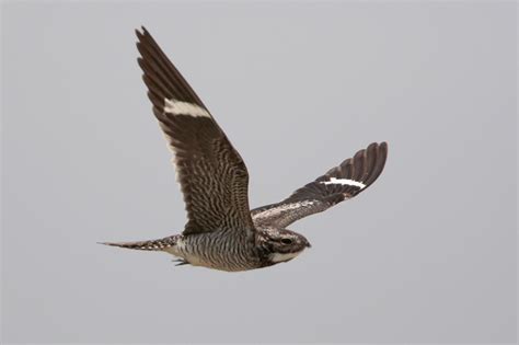 Common Nighthawk Bird Id Facts Diet Habit And More Birdzilla