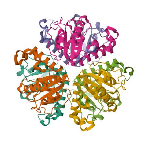 RCSB PDB 1F8X CRYSTAL STRUCTURE OF NUCLEOSIDE 2 DEOXYRIBOSYLTRANSFERASE