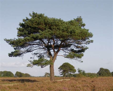 Gardening 101 Scots Pine Tree Gardenista