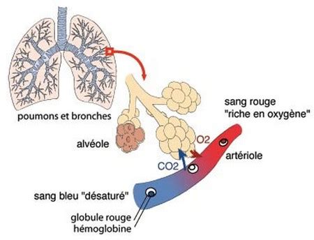 S Ance Lappareil Respiratoire Chez Lhomme Cours Partie