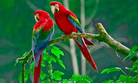 Burung Macaw Merah Homecare24