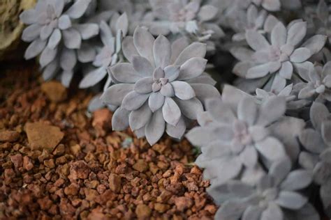 Ghost Plant Care Graptopetalum Paraguayense Plantly