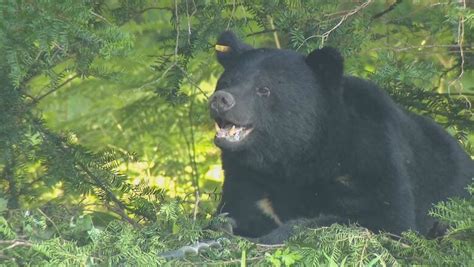 クマに公園近くで襲われる人身被害相次ぐ 人里での出没増加 目撃は平年の2倍 “ツキノワグマ出没注意報”発令中｜fnnプライムオンライン