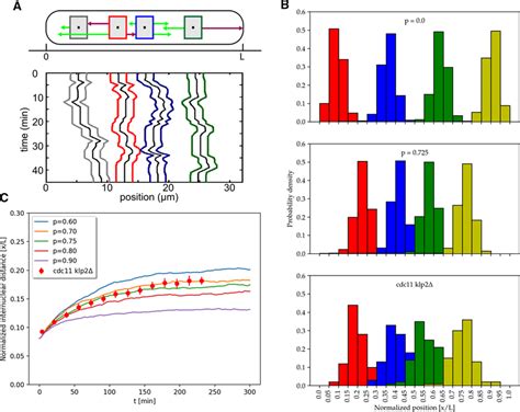 1d Stochastic Simulation Supports Nuclear Positioning By Microtubule