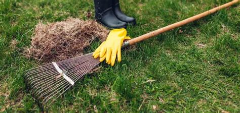 How to Dethatch Your Lawn Using a Rake? – Care for Your Lawn