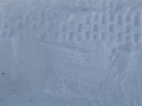 Skunk Tracks In Snow