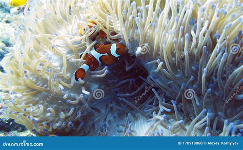 Actinie Et Poisson Clown Photo Stock Image Du Philippines