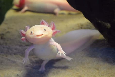 100 Cute Axolotl Pictures Wallpapers