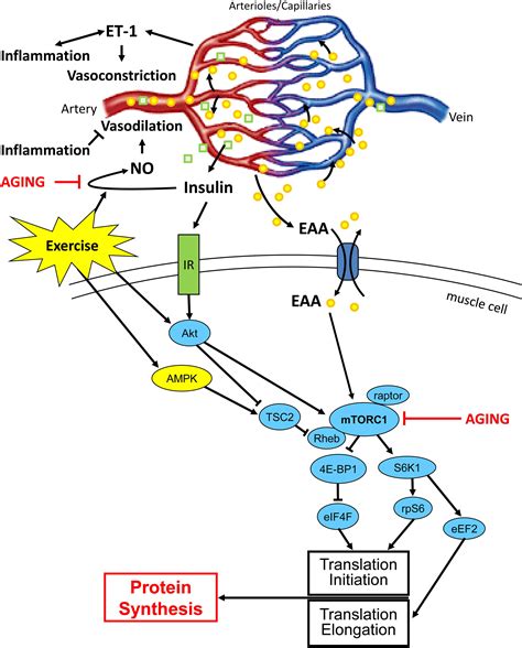 Endothelial Function And The Regulation Of Muscle Protein Anabolism In