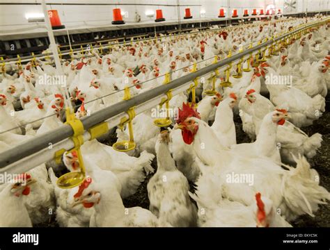 Levage De Poulets Banque De Photographies Et Dimages Haute