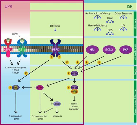 Frontiers The Impact Of Endoplasmic Reticulum Associated Protein