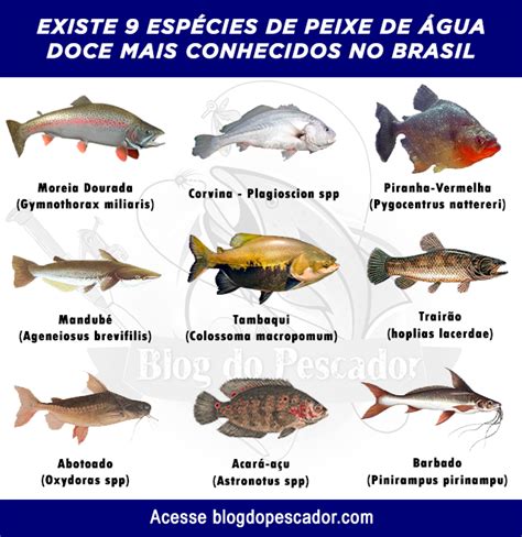 34 Tipos de peixe de água doce mais conhecidos no Brasil Habitat