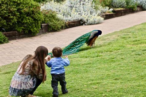 Chasing Peacocks In La Los Angeles County Arboretum Roads And