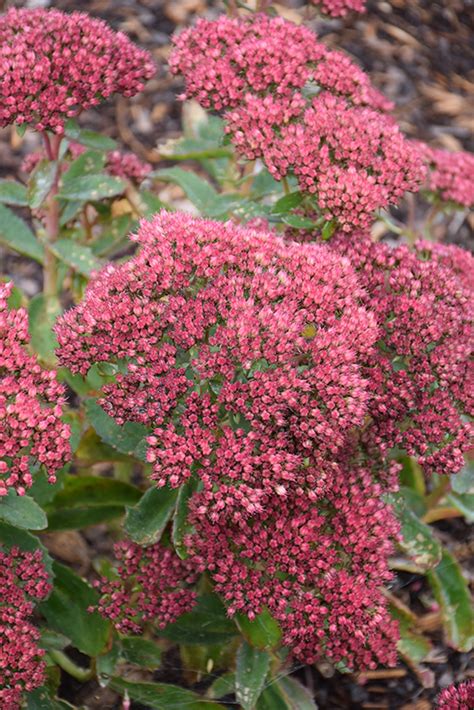 Munstead Dark Red Stonecrop Sedum Telephium Munstead Dark Red In