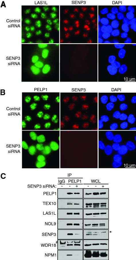 Senp Is Necessary For Las L And Pelp Nucleolar Localization A