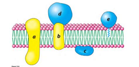 Biological Membranes And Transport Flashcards Quizlet