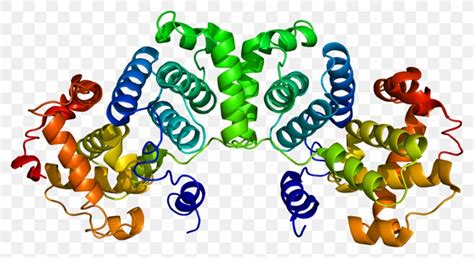 Cyclin B1 Cyclin Dependent Kinase 1 Mitosis Png 1104x602px Cyclin B1 Area Cell Cell Cycle