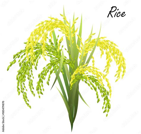 Rice Oryza Sativa Asian Rice Hand Drawn Realistic Vector