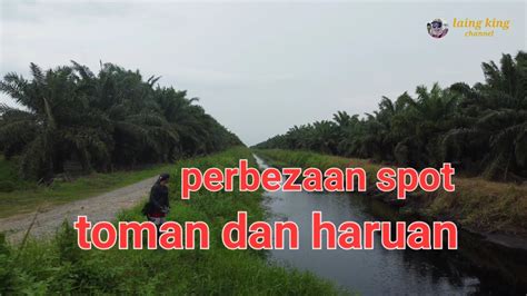 Perbezaan Spot Toman Dan Haruan Youtube