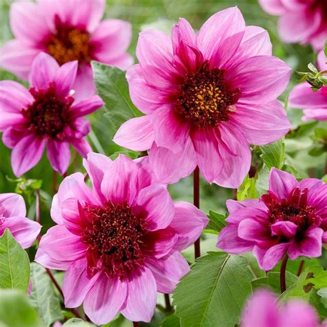 Buy Anemone Flowered Dahlia Dahlia Bayou Pbr