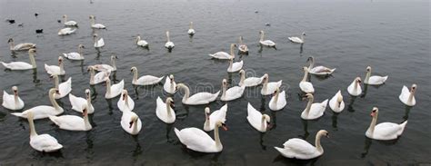 Grupo De Cisnes Foto De Archivo Imagen De Zambullida 82865284