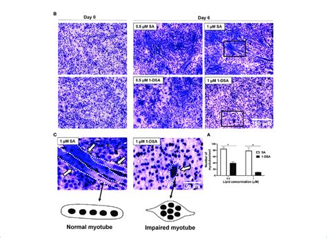 Dsa Inhibits Myogenic Differentiation And Impaired Myotube