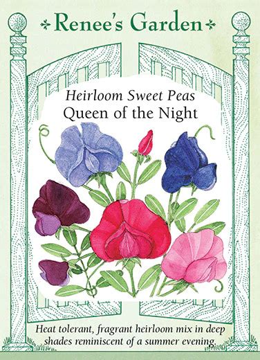 Ren Queen Of The Night Sweet Peas Kiwi Nurseries Ltd