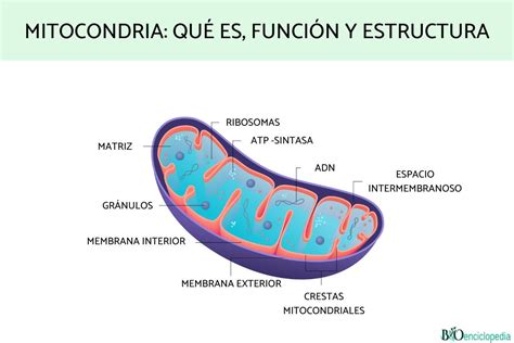 Mitocondria Definicion Estructura Y Funciones De La Mitocondria