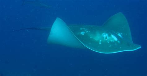 Tracking the World’s Largest Stingray in Mozambique - Outdoors with ...