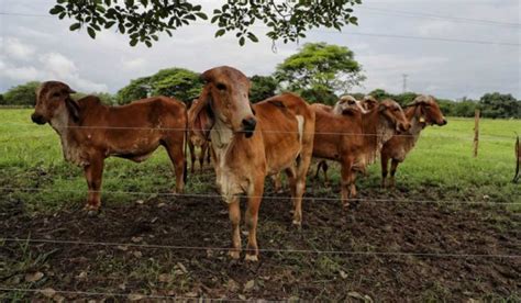 Carne Bovina Colombiana Llegará A El Salvador