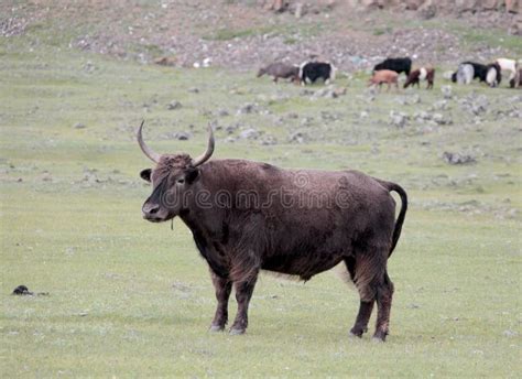 Mongolian Cattle