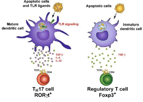 Innate Immune Recognition Of Infected Apoptotic Cells Instructs T H