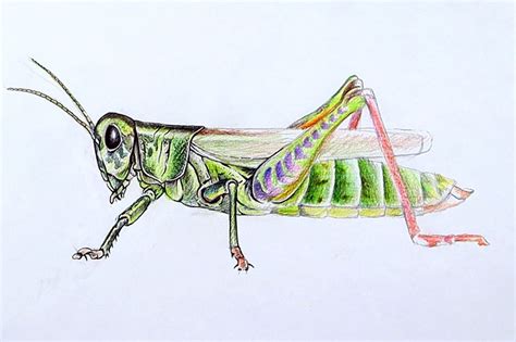 Top 154+ grasshopper drawing easy super hot - nanoginkgobiloba.vn