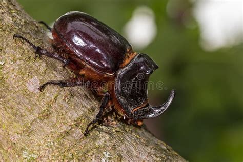 El Escarabajo Rinoceronte Europeo El Escarabajo Rinoceronte Macho Con