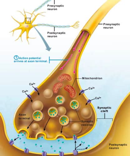 Chemical Synaptic Transmission And Neurotransmitter Release Flashcards