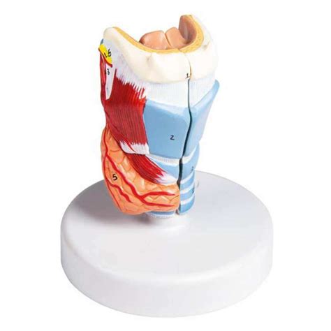 Erler Zimmer Mod Le De Larynx En Taille Naturelle Doccheck Shop