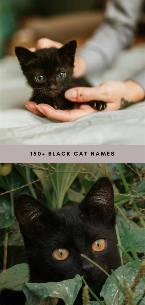 200+ Black Cat Names - A Beautiful Mess