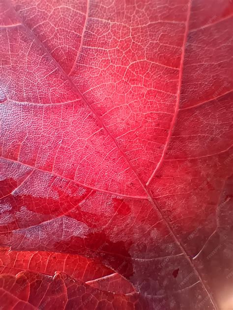 Premium Photo | Red maple leaf texture
